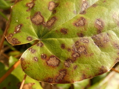 Phyllosticta epimedii