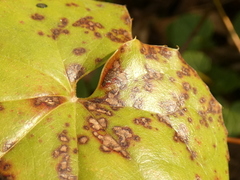 Phyllosticta epimedii