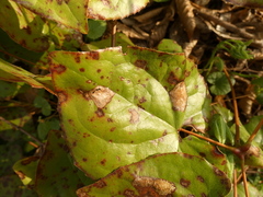 Phyllosticta epimedii
