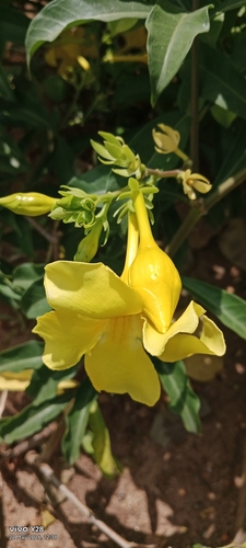 Allamanda cathartica