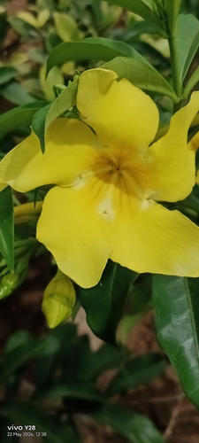 Allamanda cathartica