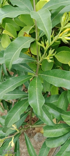 Allamanda cathartica