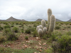 Oreocereus celsianus
