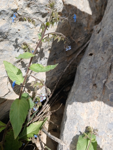 Brunnera orientalis, photograph 2