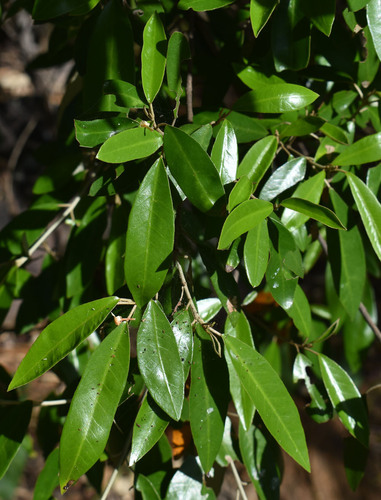 Croton phebalioides observed 2026-03-30