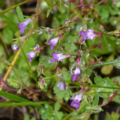 Collinsia sparsiflora
