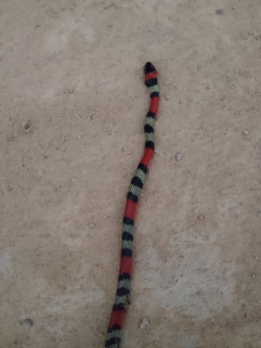 Brazilian False Coral Snake
