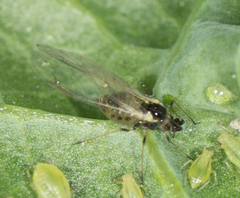 Myzus persicae