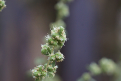 Origanum majorana