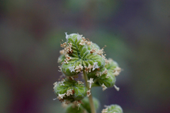 Origanum majorana