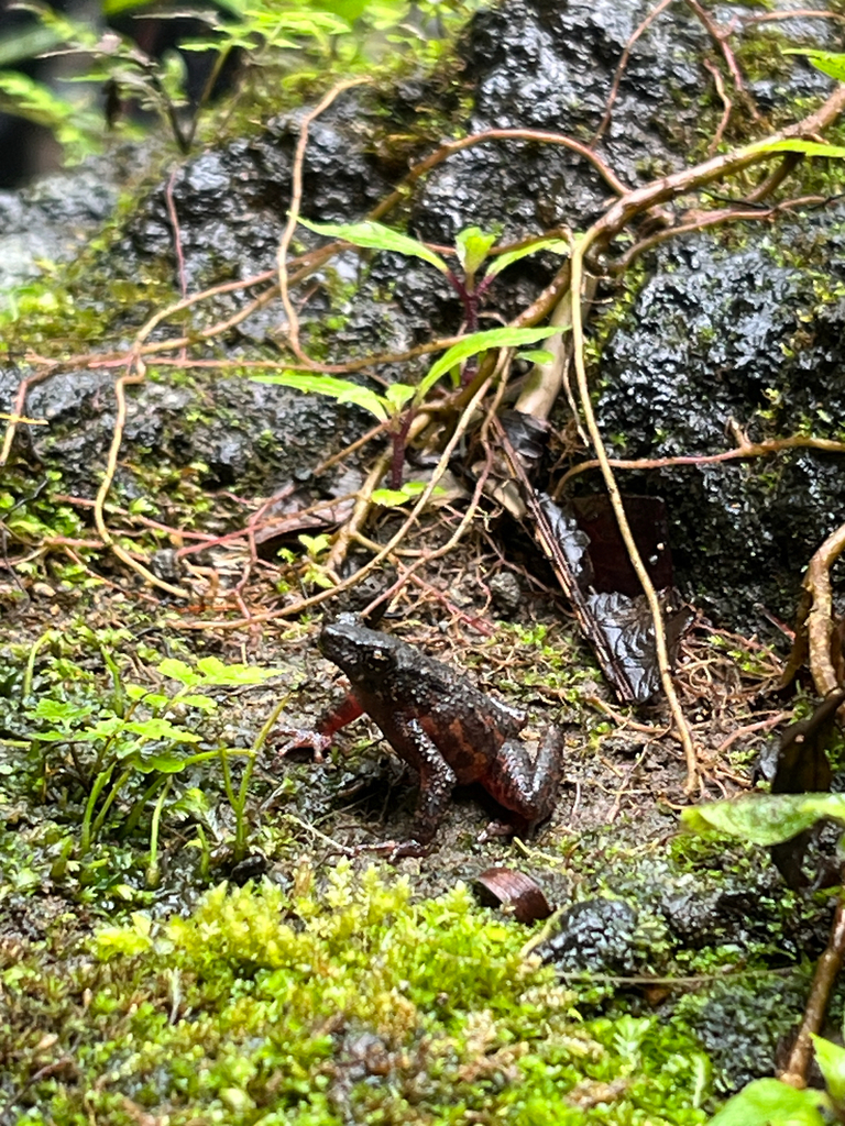 Kodok merah (Leptophryne cruentata)