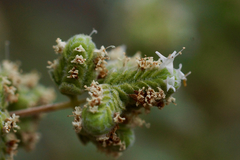 Origanum majorana