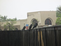 Corvus corax sinuatus