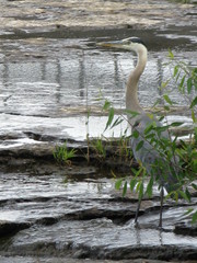 Ardea herodias