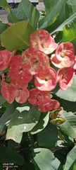 Euphorbia roseana, photograph Peter Ngolo, CC BY, iNaturalist via GBIF