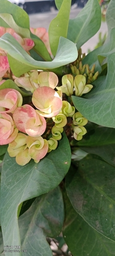 Euphorbia roseana, photograph 4