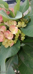 Euphorbia roseana, photograph Peter Ngolo, CC BY, iNaturalist via GBIF