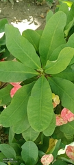 Euphorbia roseana, photograph Peter Ngolo, CC BY, iNaturalist via GBIF