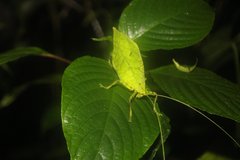 Typophyllum spurioculis