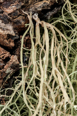 Ramalina pacifica