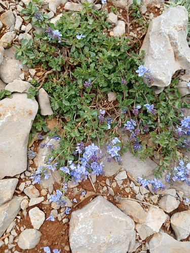 Veronica orientalis
