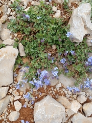 Veronica orientalis, photograph (c) yelena_antipova, some rights reserved (CC BY)