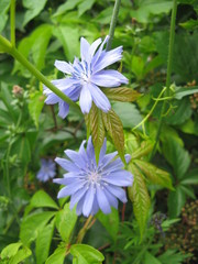 Cichorium intybus