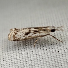 Microcrambus kimballi