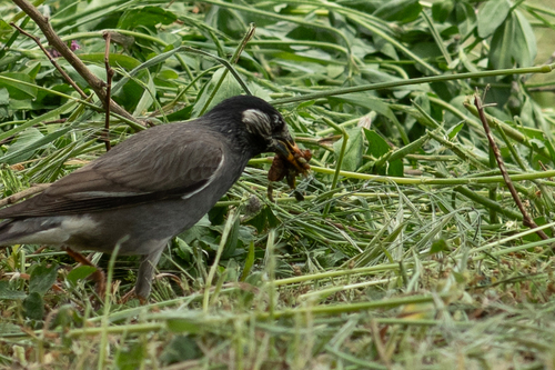 White-cheeked Starling