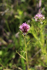 Castilleja densiflora gracilis