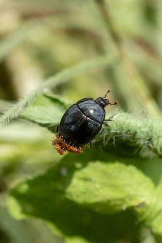 Margarinotus niponicus