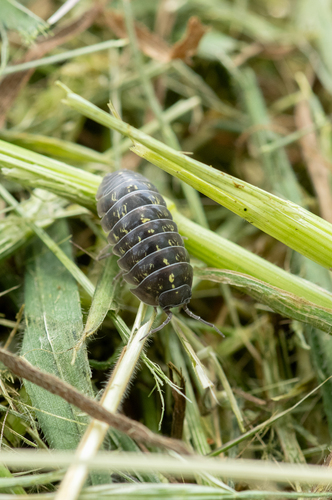 Common Pill Woodlouse