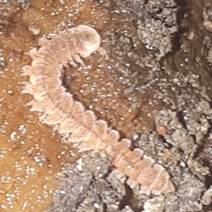 Pyrgodesmidae