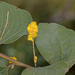 Acacia humifusa