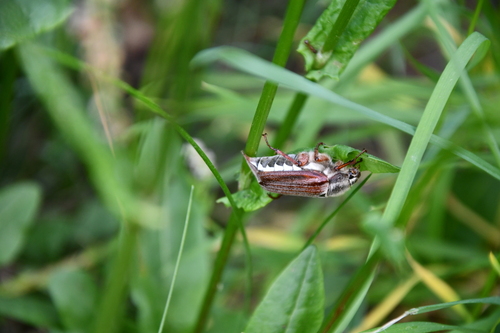 Common Cockchafer