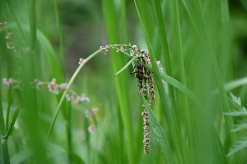 Blackspotted Longhorn Beetle