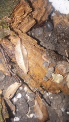 Pyrgodesmidae