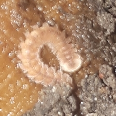Pyrgodesmidae