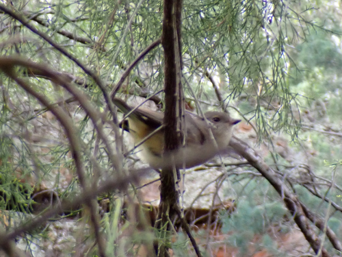 Golden Whistler