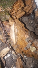 Pyrgodesmidae