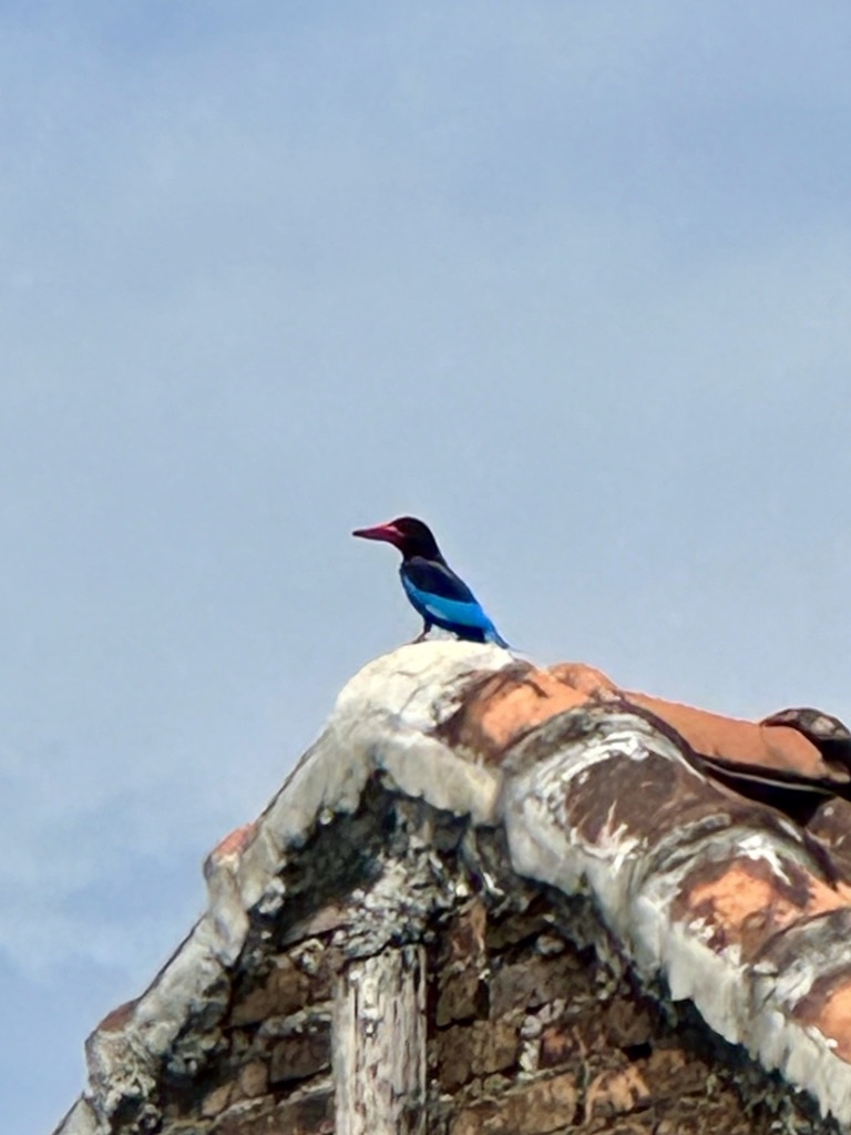 Javan Kingfisher (Halcyon cyanoventris), photo 10