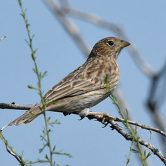 Rhopospina carbonaria