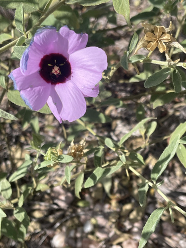 Hibiscus leptocladus, 2026-04-25