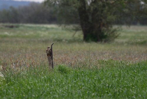 Montagu's Harrier