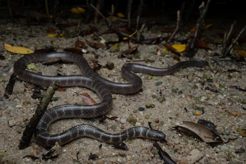 Cantoria violacea observed 2026-05-14
