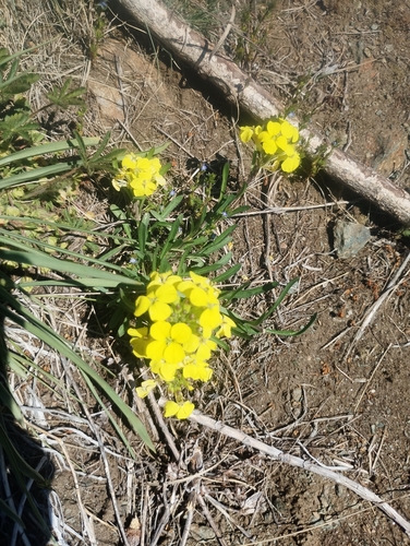 Erysimum rhaeticum, photograph 1