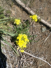 Erysimum rhaeticum