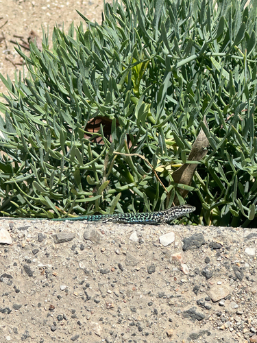 Tyrrhenian Wall Lizard