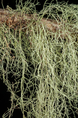 Ramalina australiensis