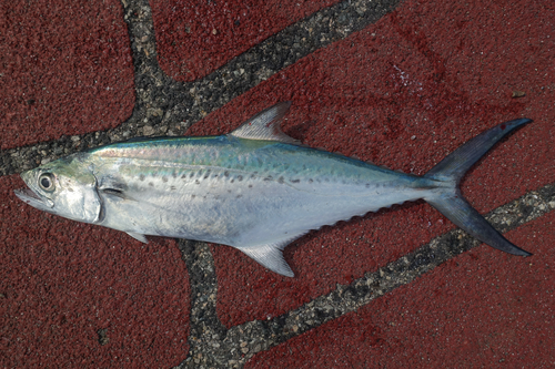 Korean seerfish (Scomberomorus koreanus) — Scombridae — 2